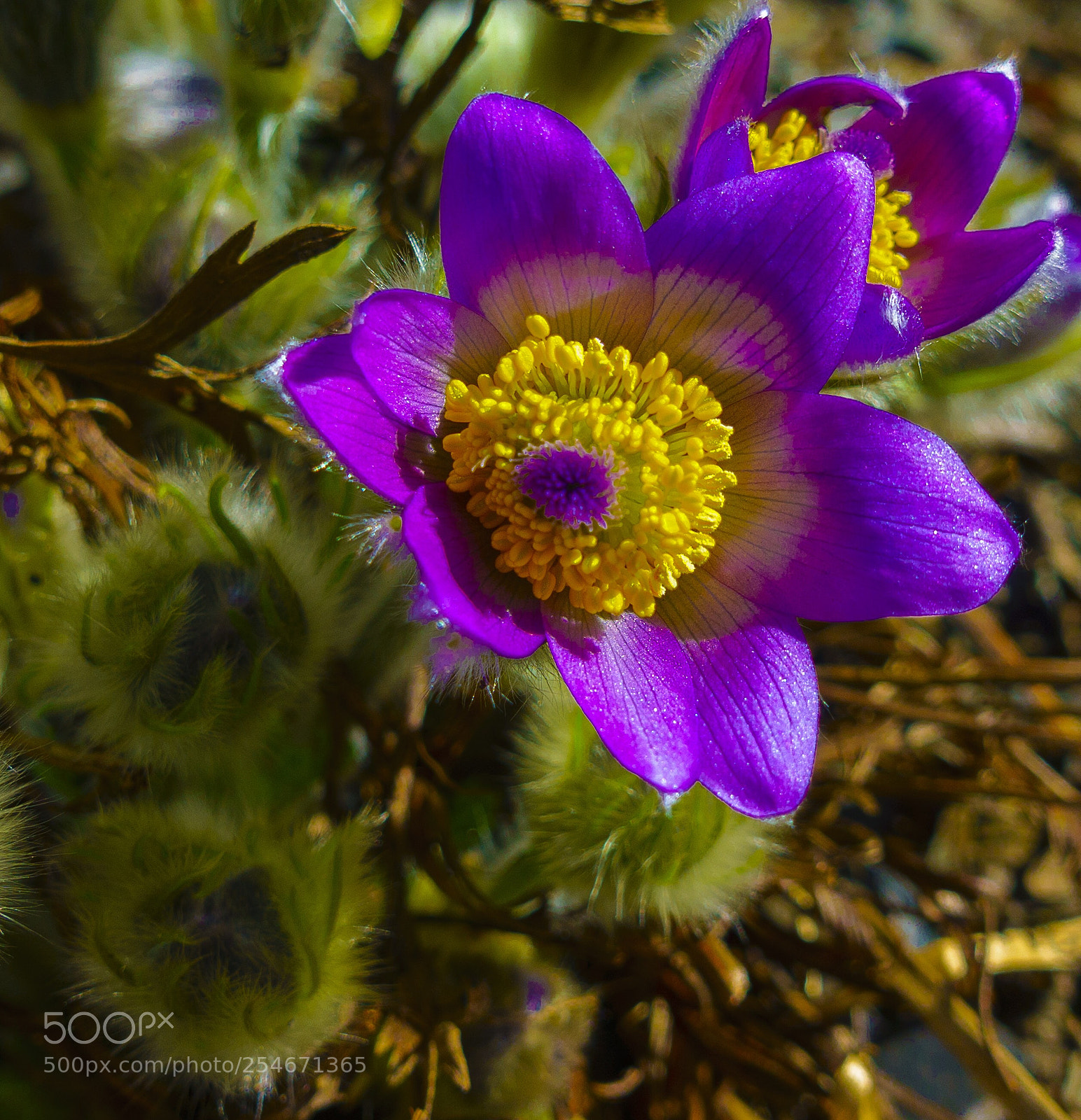 Sony DSC-RX100M5 sample photo. Pulsatilla grandis  photography