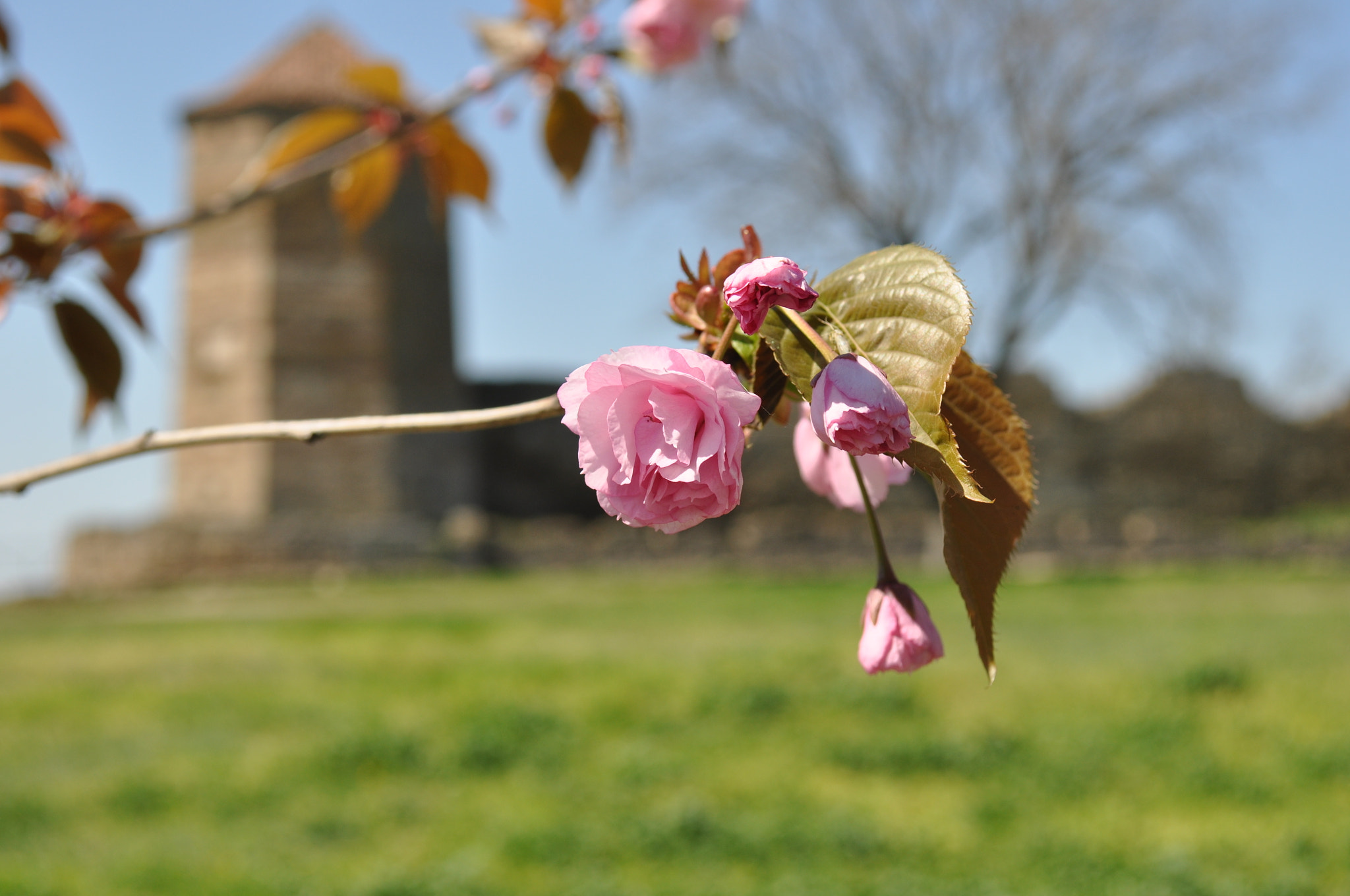 Nikon D90 sample photo. Something old and something new... photography