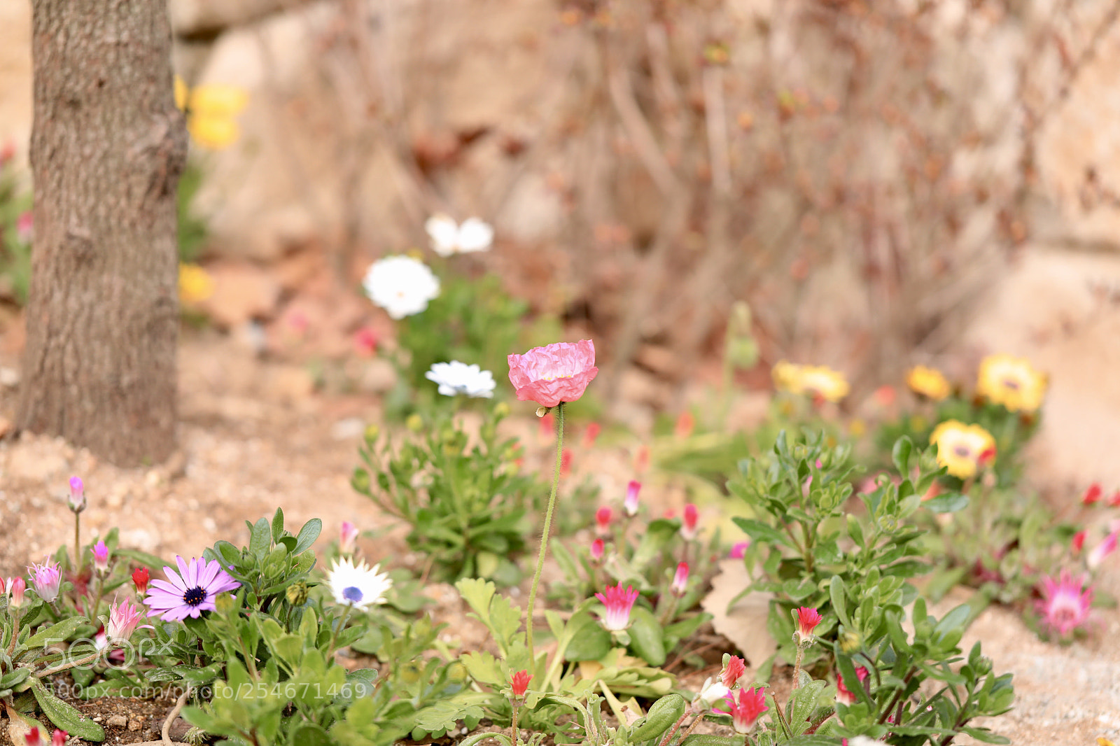 Canon EOS 5D Mark IV sample photo. Crowd photography