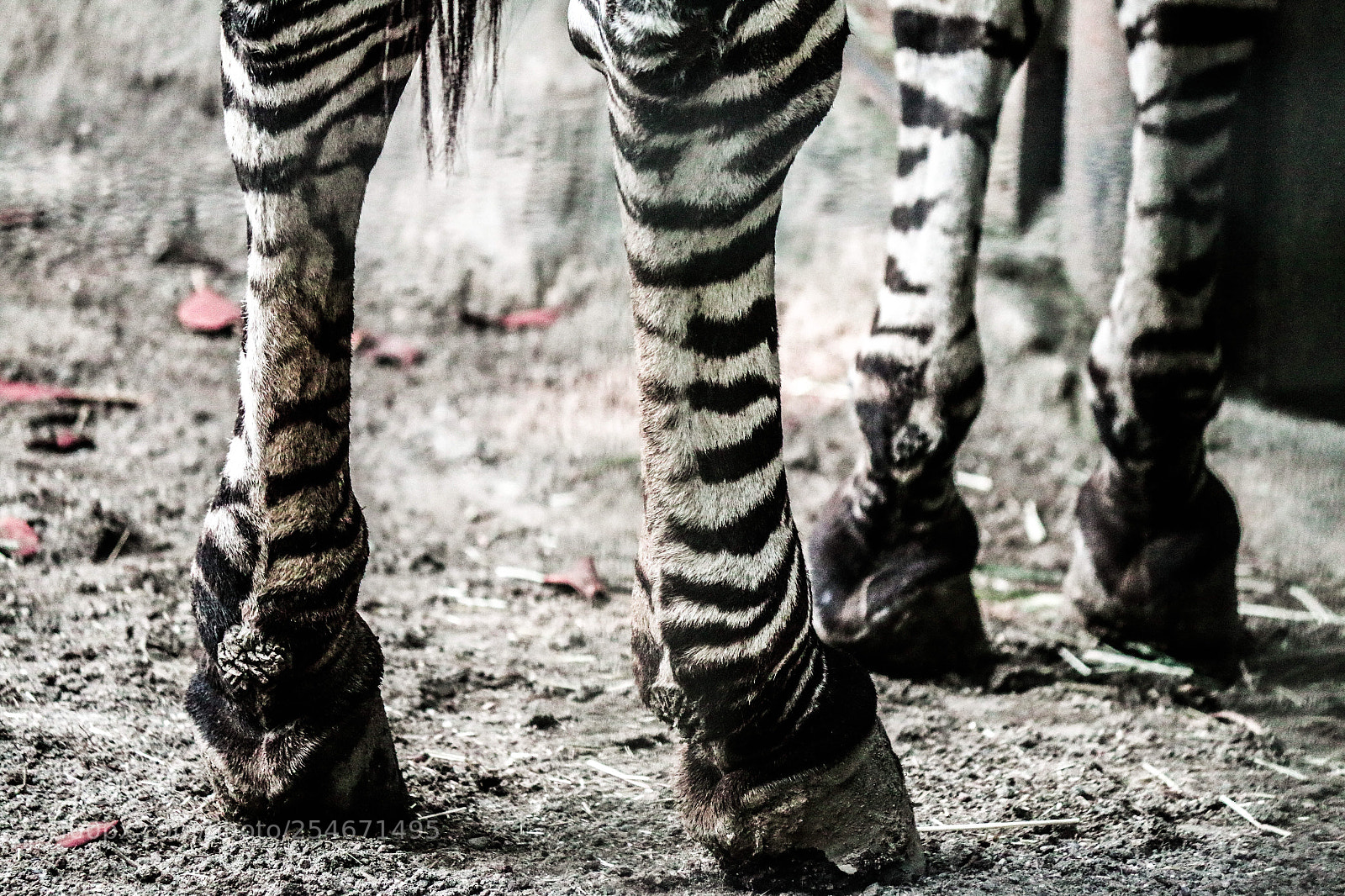 Canon EOS 70D sample photo. Zebra photography