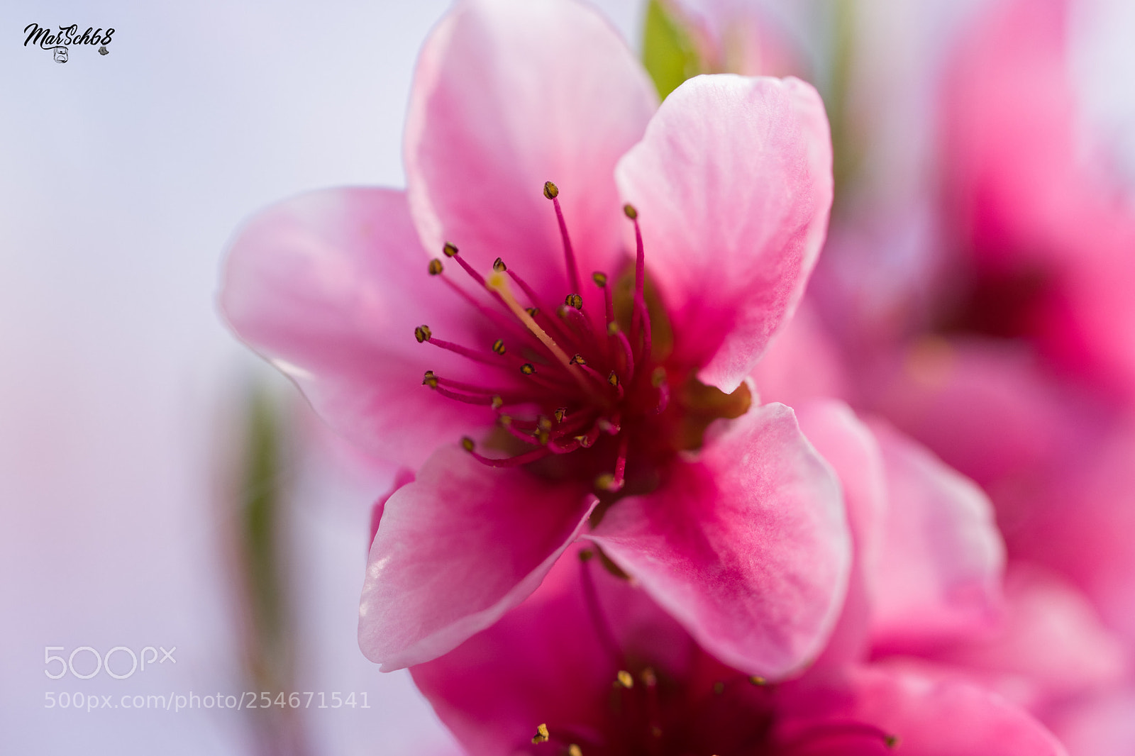 Nikon D7200 sample photo. Pêcher photography