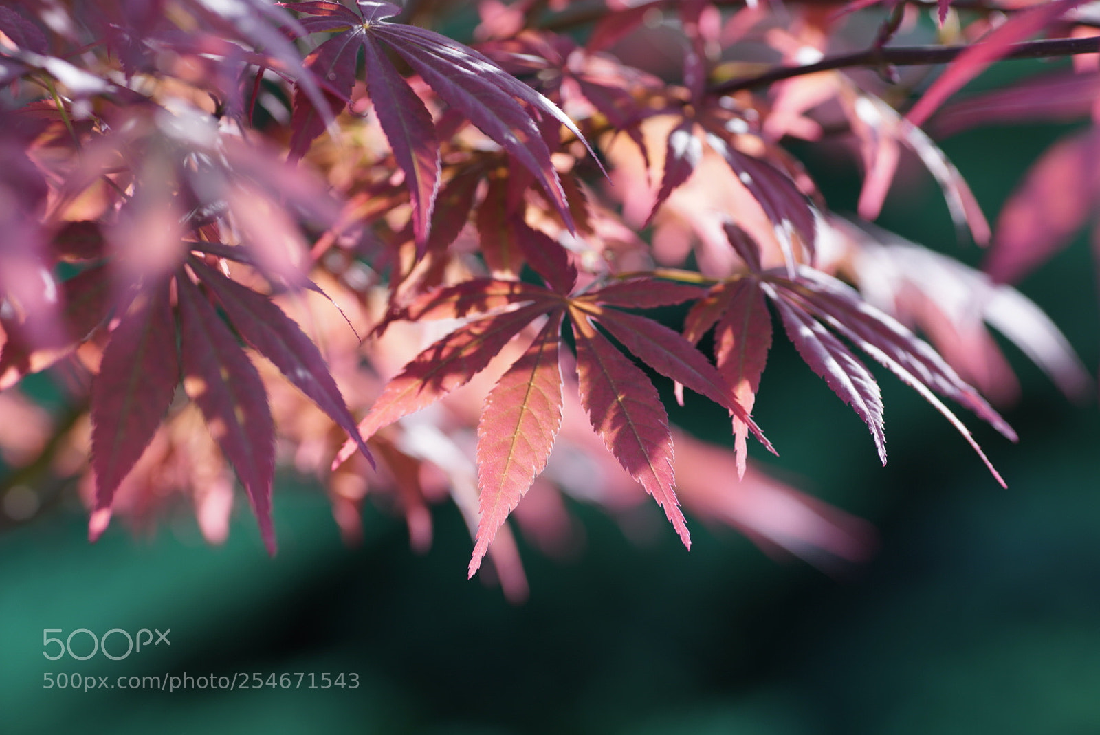 Sony a7R III sample photo. Untitled photography