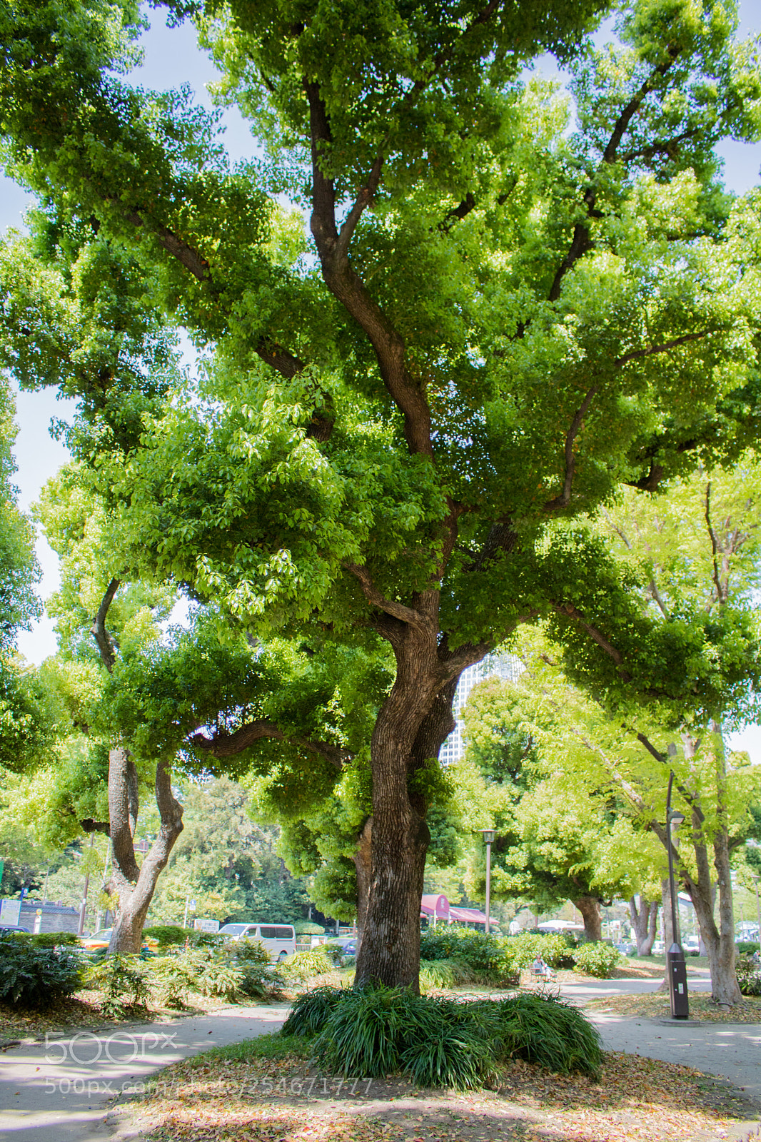 Canon EOS 750D (EOS Rebel T6i / EOS Kiss X8i) sample photo. Tree photography