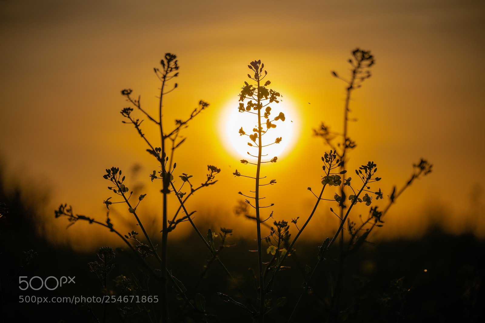 Sony a7R III sample photo. Flies at sunset photography