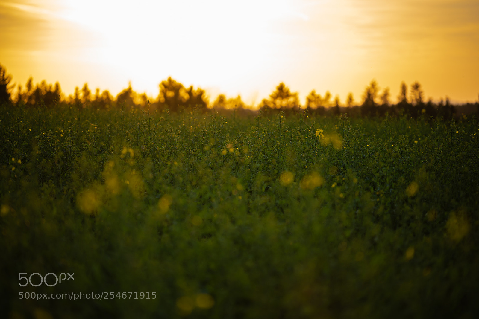 Sony a7R III sample photo. Sunset field photography