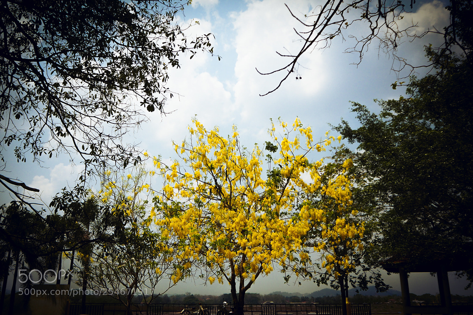 Olympus OM-D E-M10 II sample photo. Golden shower photography