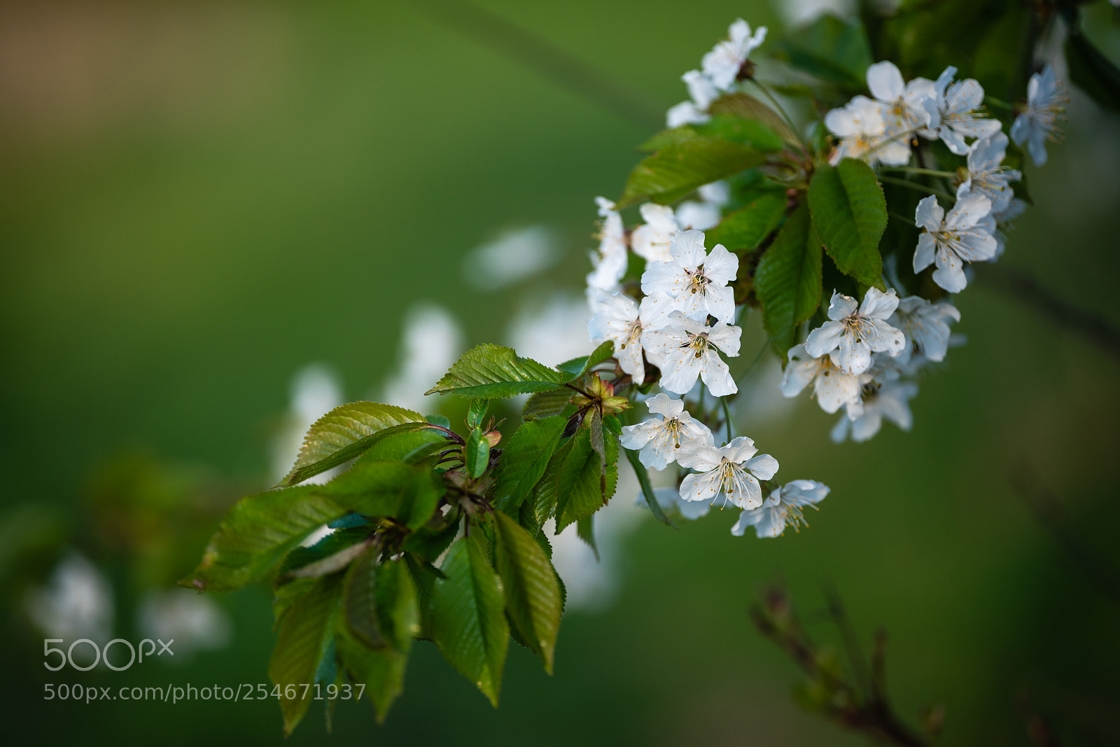 Sony a7R III sample photo. Cherry blossoms photography