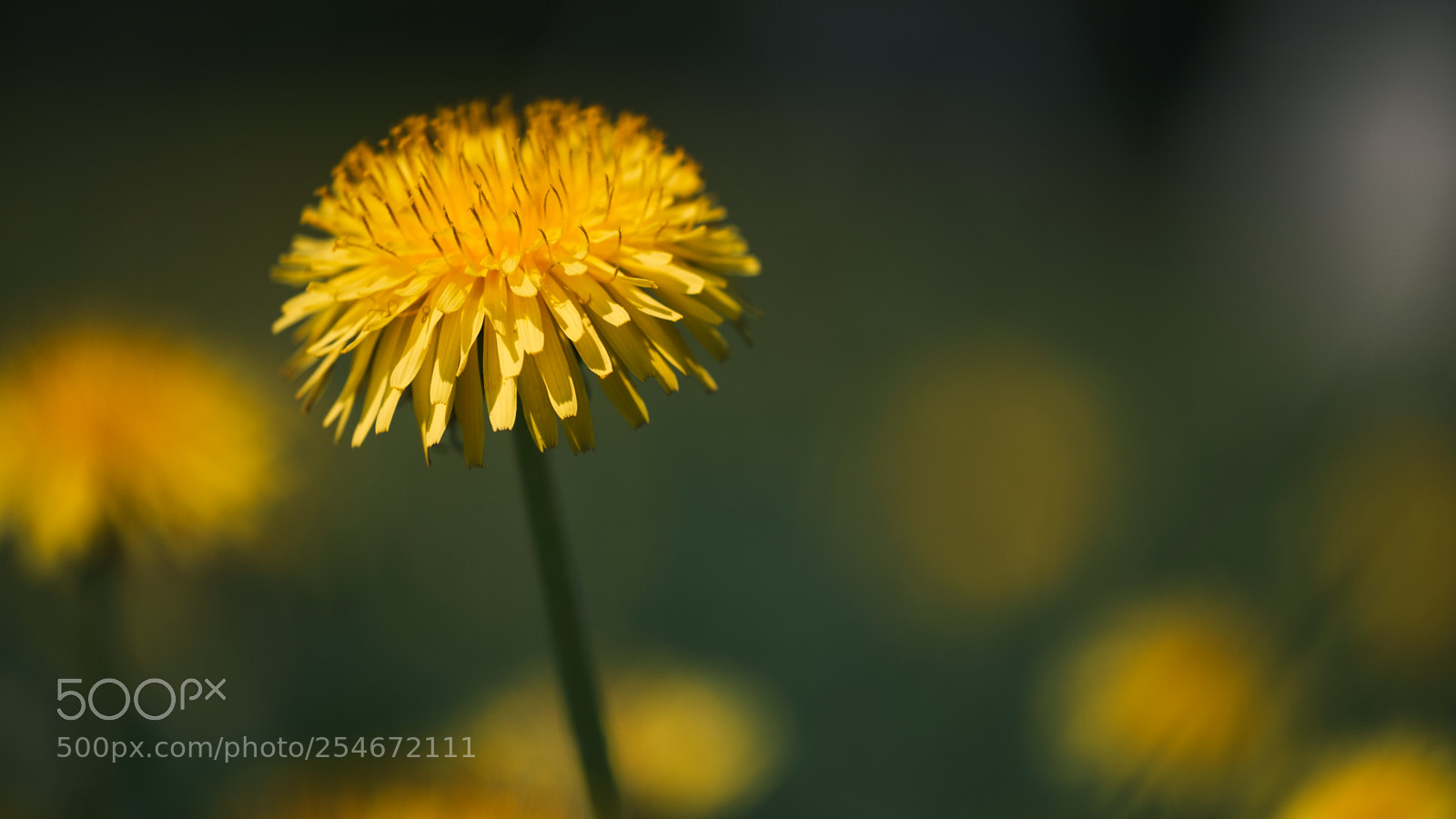 Fujifilm X-H1 sample photo. Here comes the sun photography