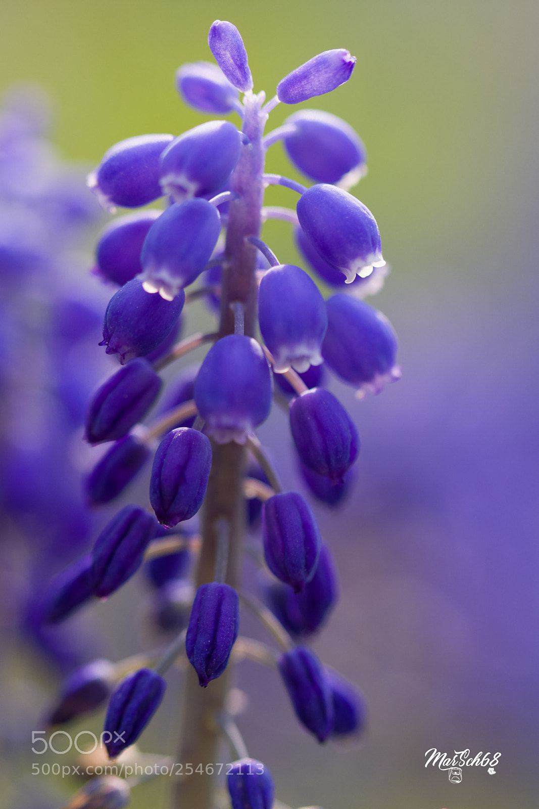 Nikon D7200 sample photo. Muscari photography