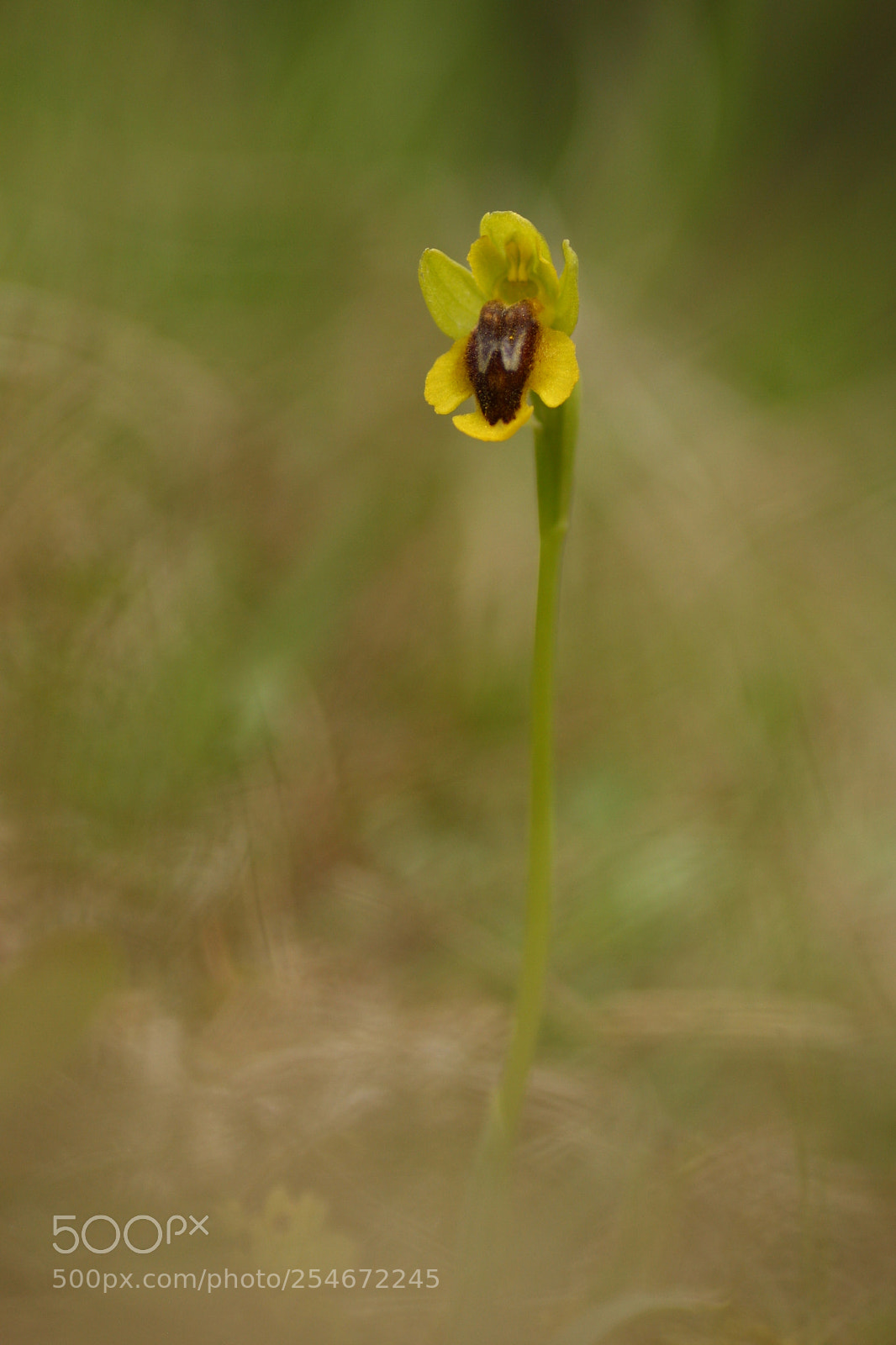Canon EOS 40D sample photo. Ophrys jaune (lutea) photography