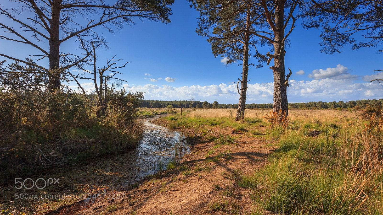 Canon EOS 5D Mark II sample photo. Thursley photography