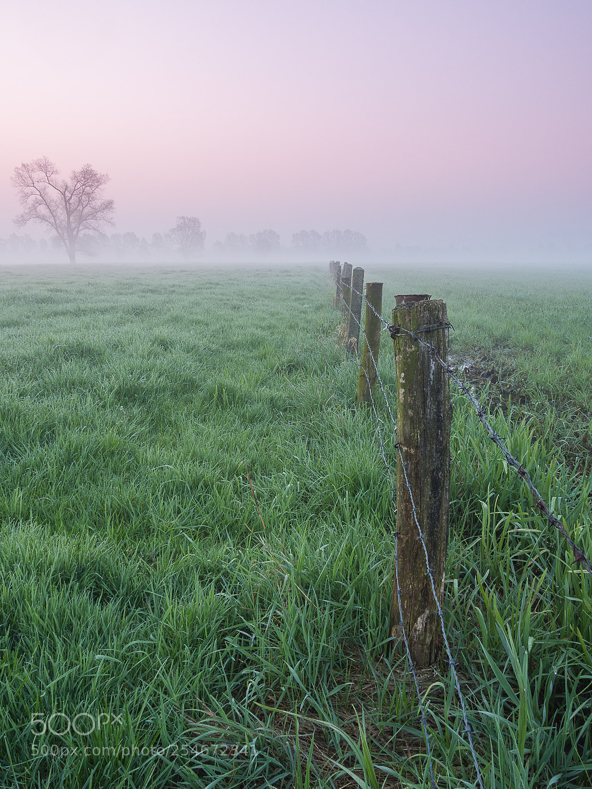 Olympus OM-D E-M1 Mark II sample photo. Morning dew photography
