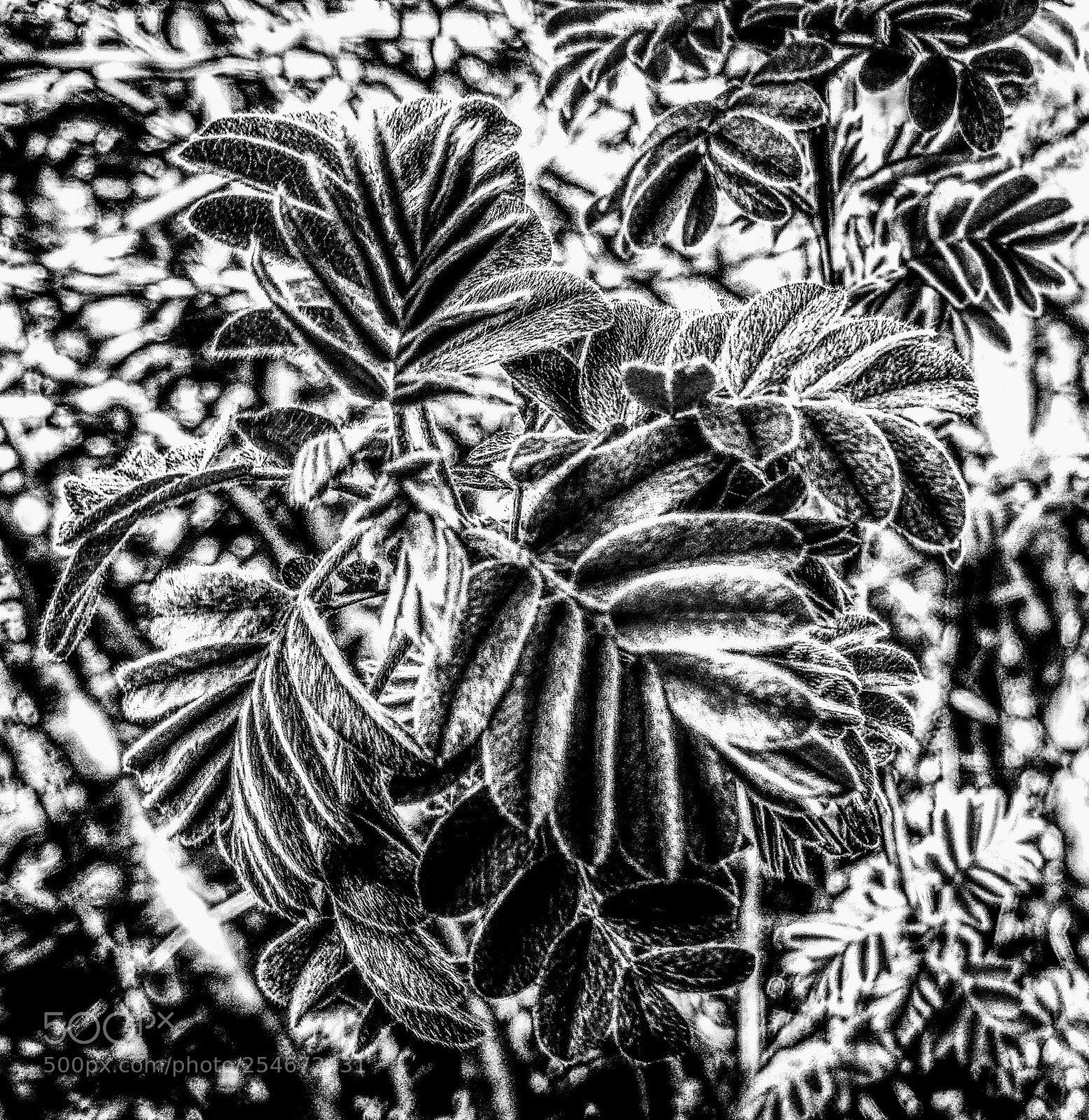 HUAWEI P9 sample photo. Untitled photography