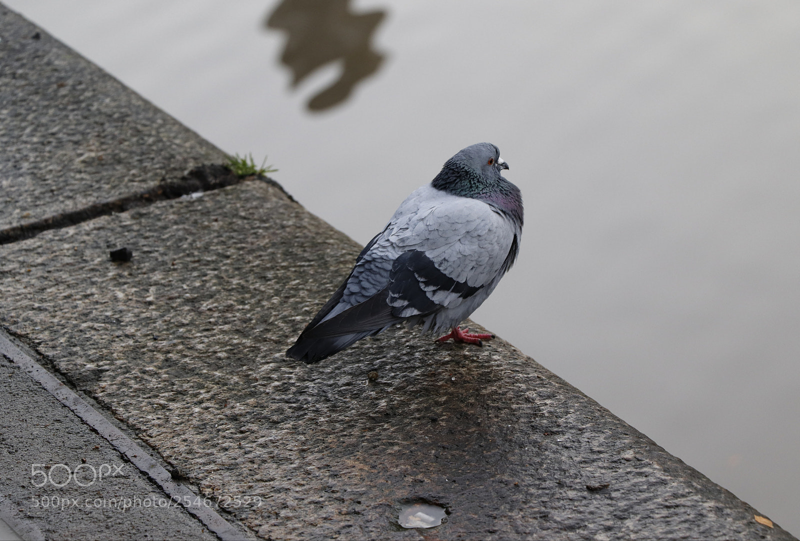 Canon EOS 77D (EOS 9000D / EOS 770D) sample photo. Untitled photography