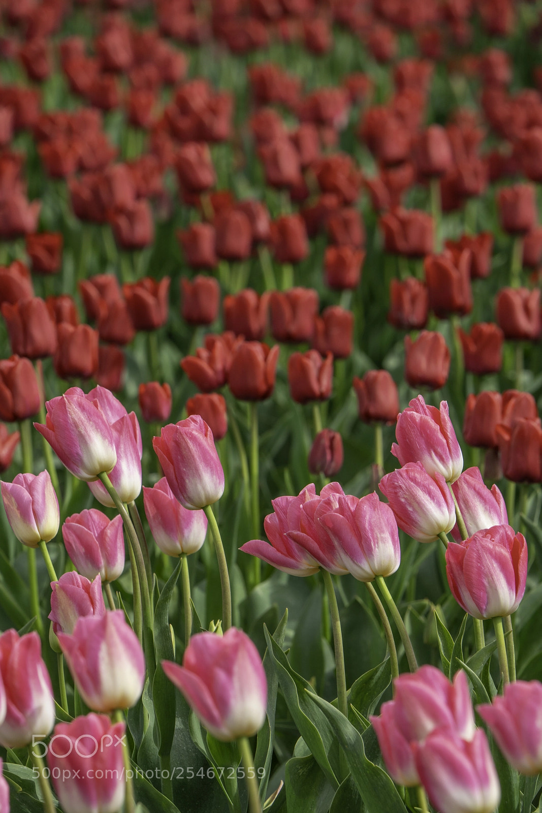 Sony a7R III sample photo. Tulips 1 photography