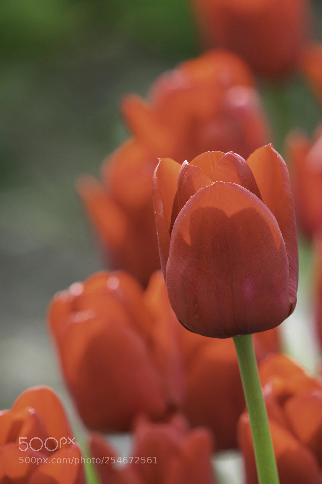 Sony a7R III sample photo. Tulips 2 photography
