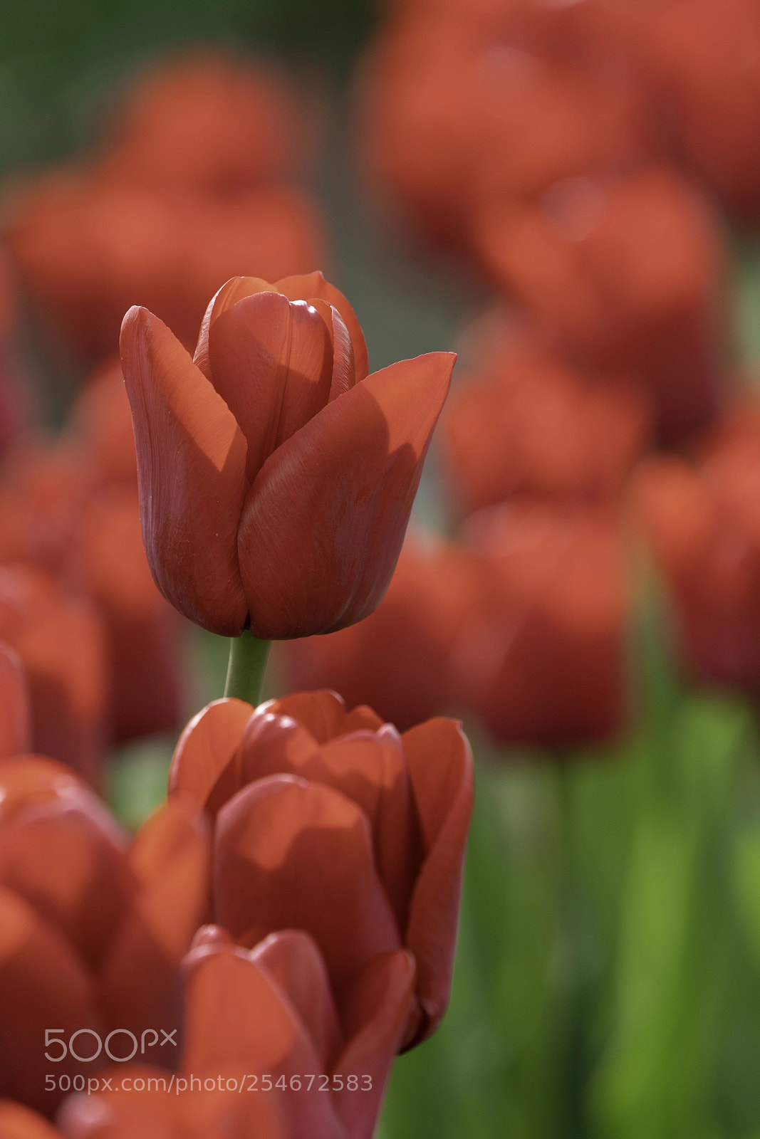 Sony a7R III sample photo. Tulips 3 photography