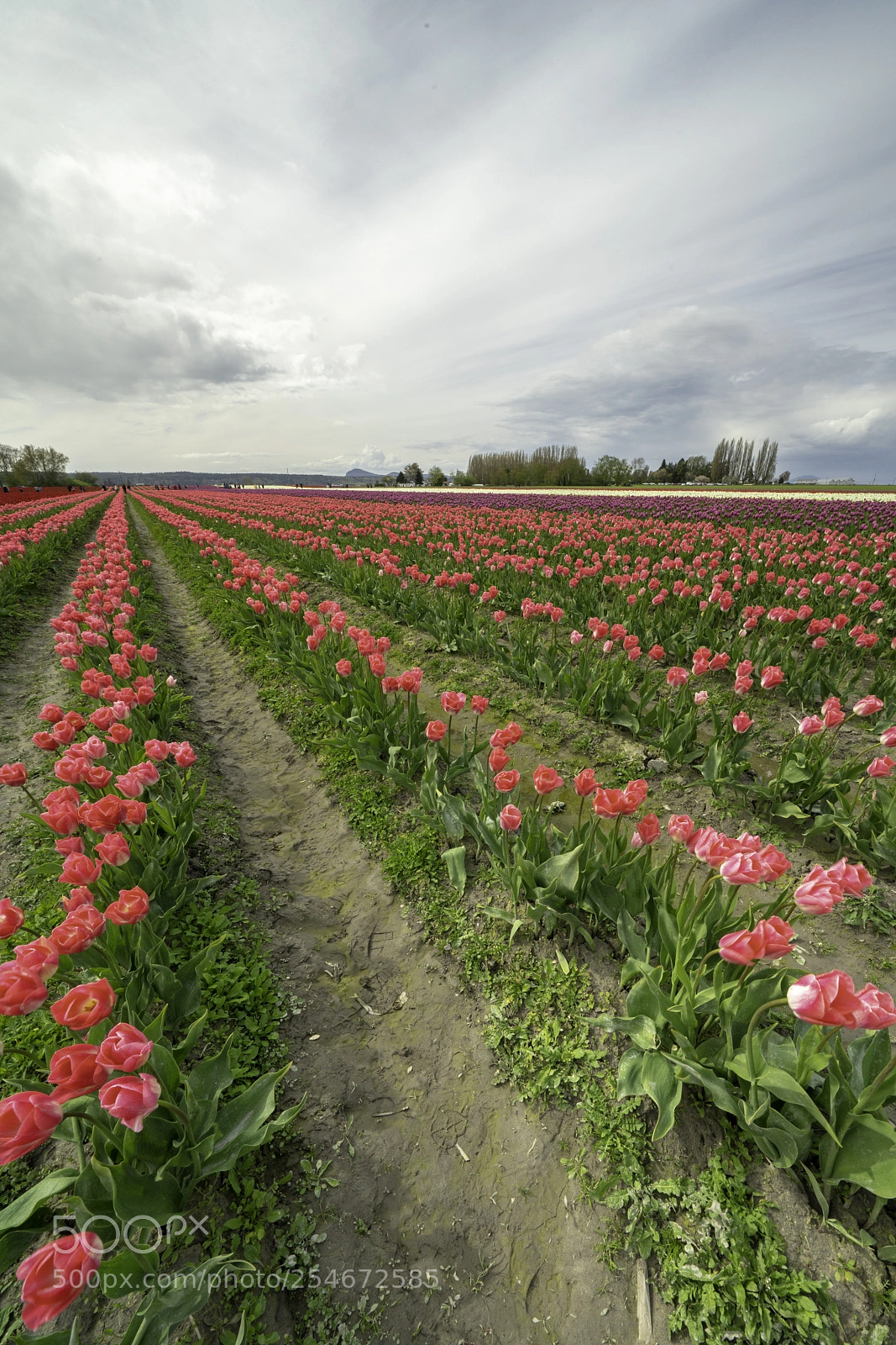 Sony a7R III sample photo. Tulip field photography