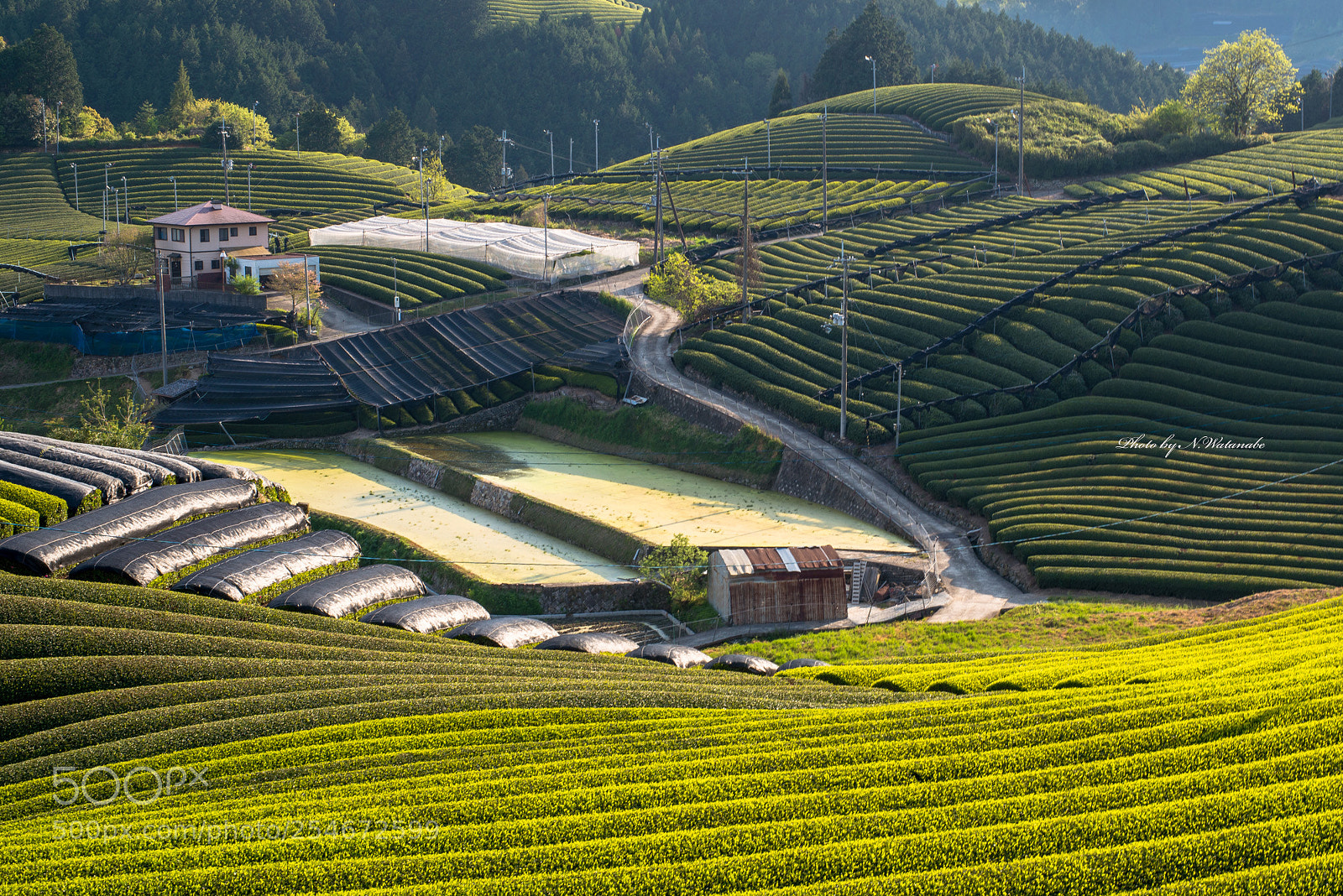 Nikon D800 sample photo. Japanese green tea photography