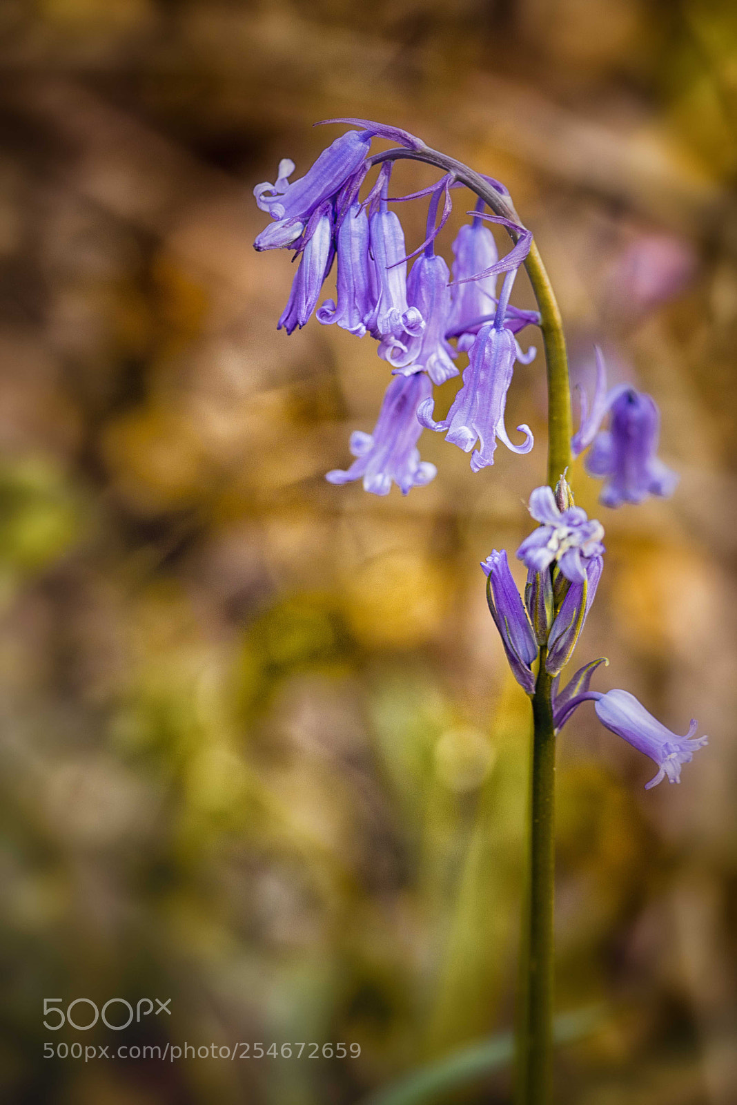 Nikon D800 sample photo. Bluebell photography