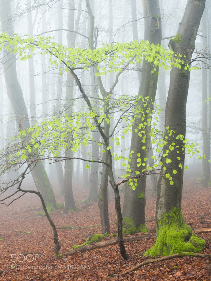 Olympus OM-D E-M5 II sample photo. Nebel im wald photography
