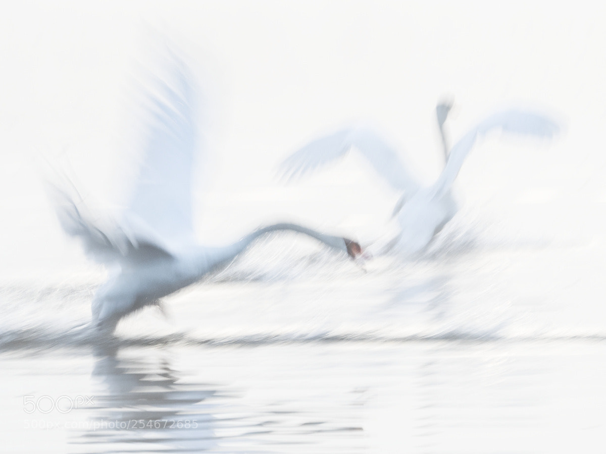Olympus OM-D E-M5 II sample photo. Schwäne photography