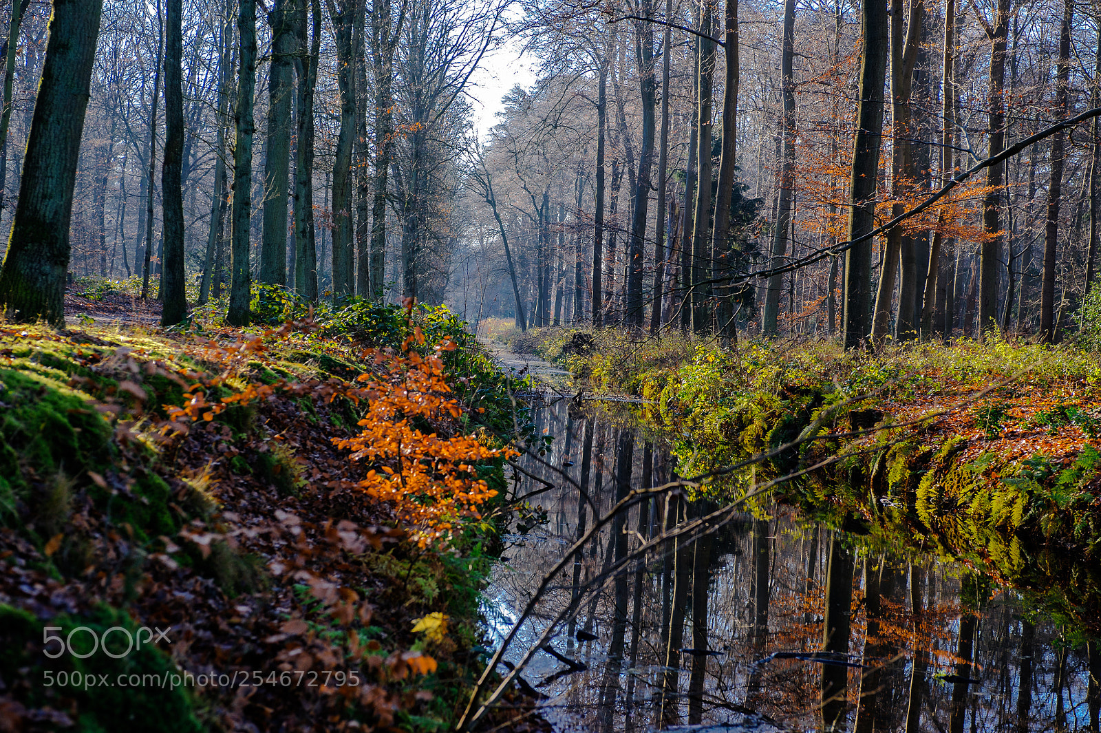Nikon D700 sample photo. Houdringe photography