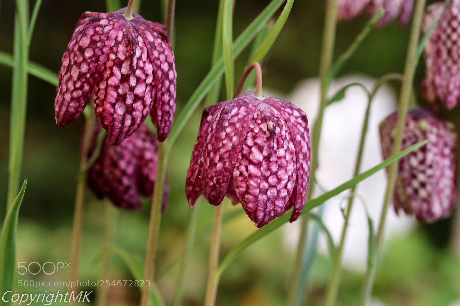 Canon EOS M3 sample photo. Schachbrettblume photography