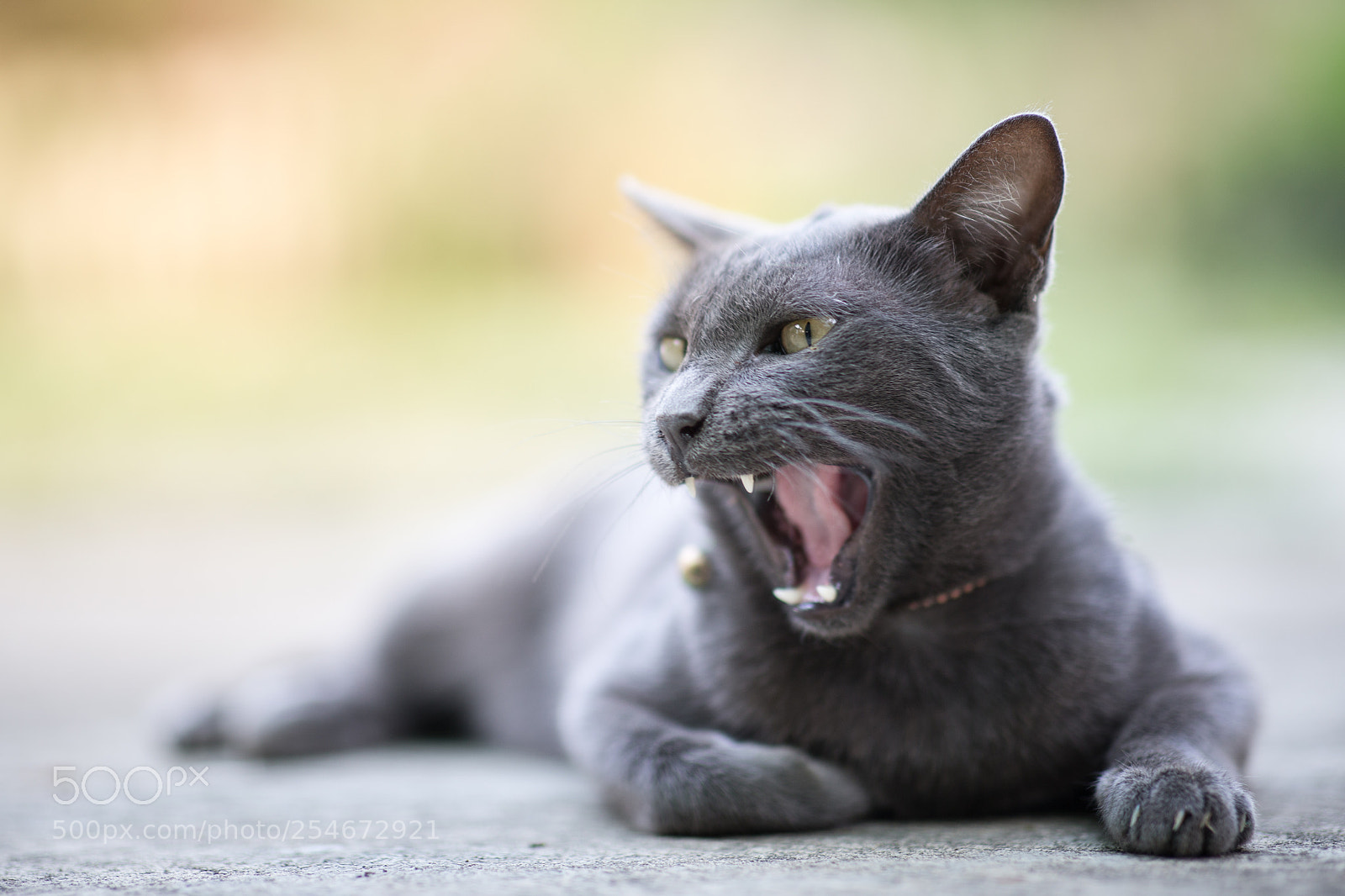 Canon EOS-1D X sample photo. Cat photography