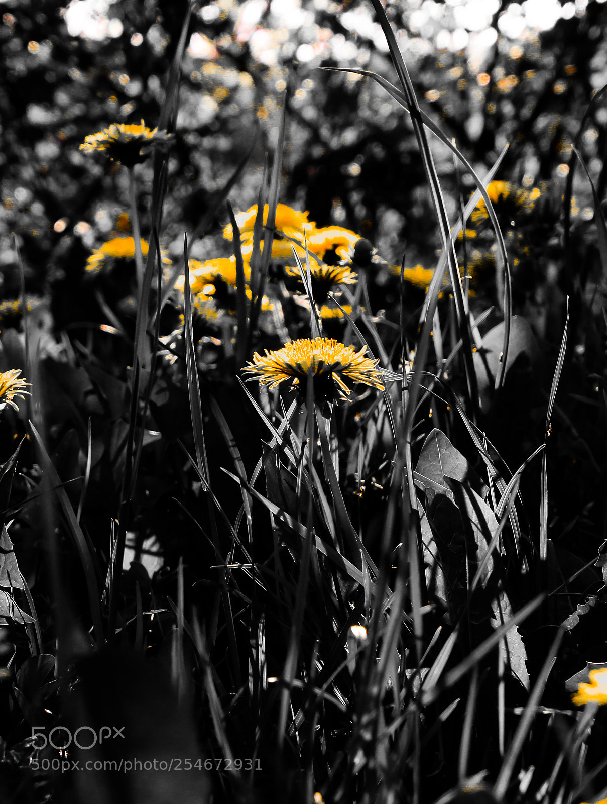 Canon EOS 550D (EOS Rebel T2i / EOS Kiss X4) sample photo. Earthday 18 photography