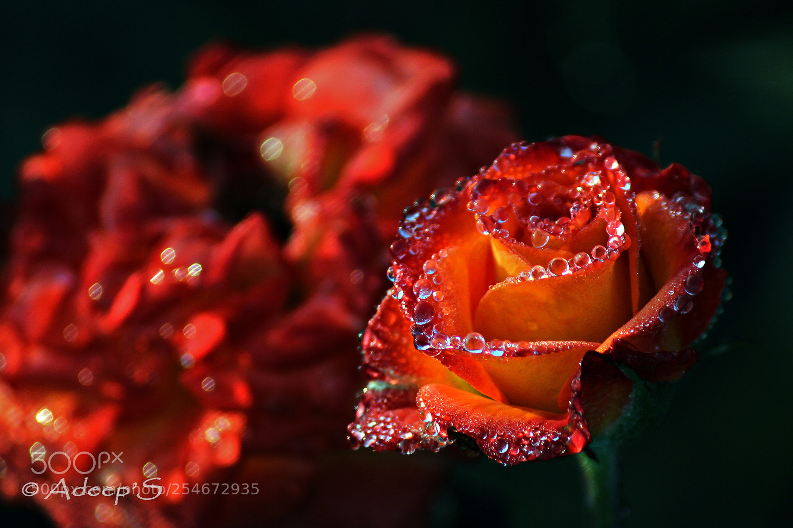 Canon EOS 700D (EOS Rebel T5i / EOS Kiss X7i) sample photo. Embracing each-other.. photography