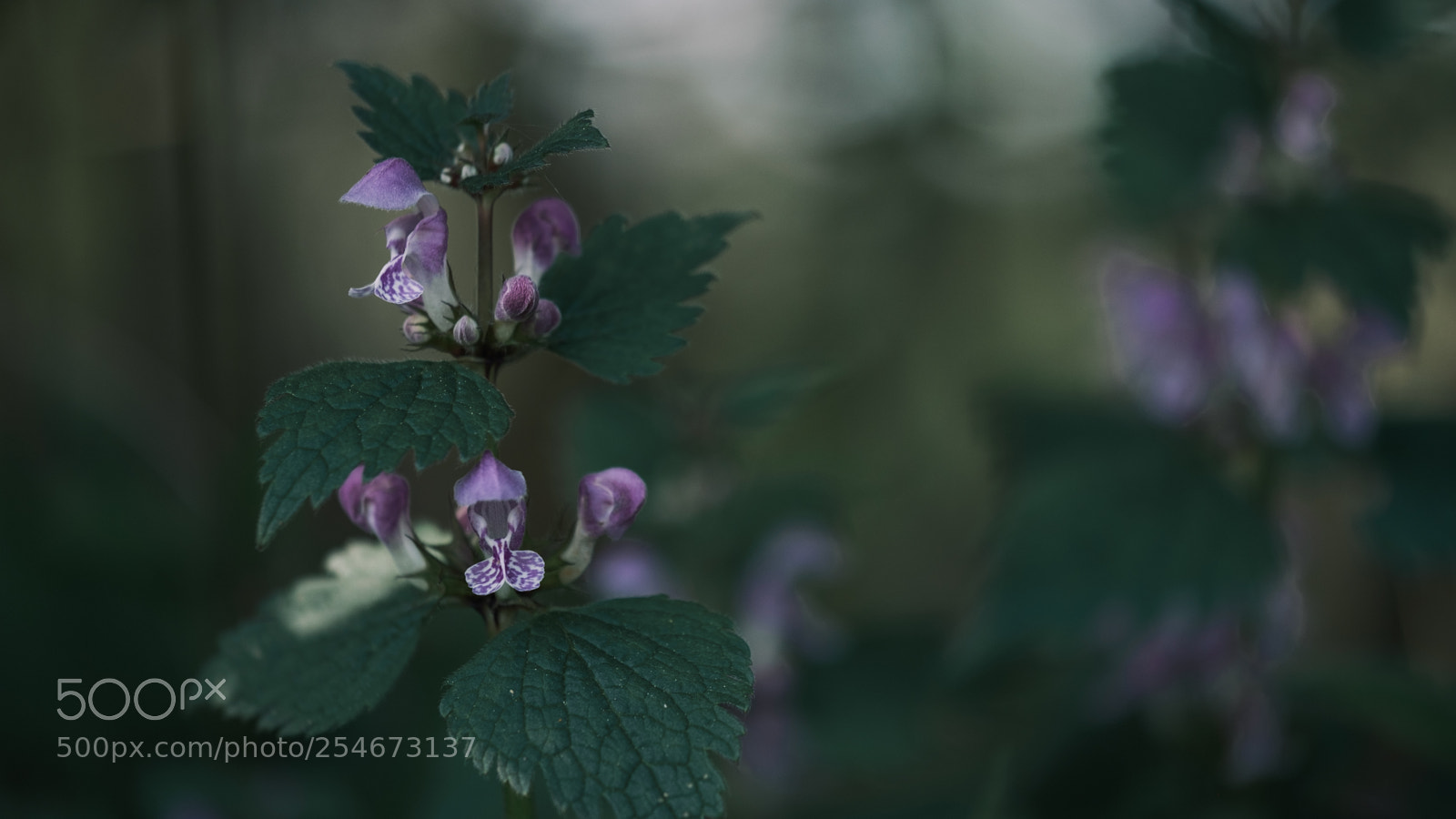 Fujifilm X-H1 sample photo. Purple in the shadow photography