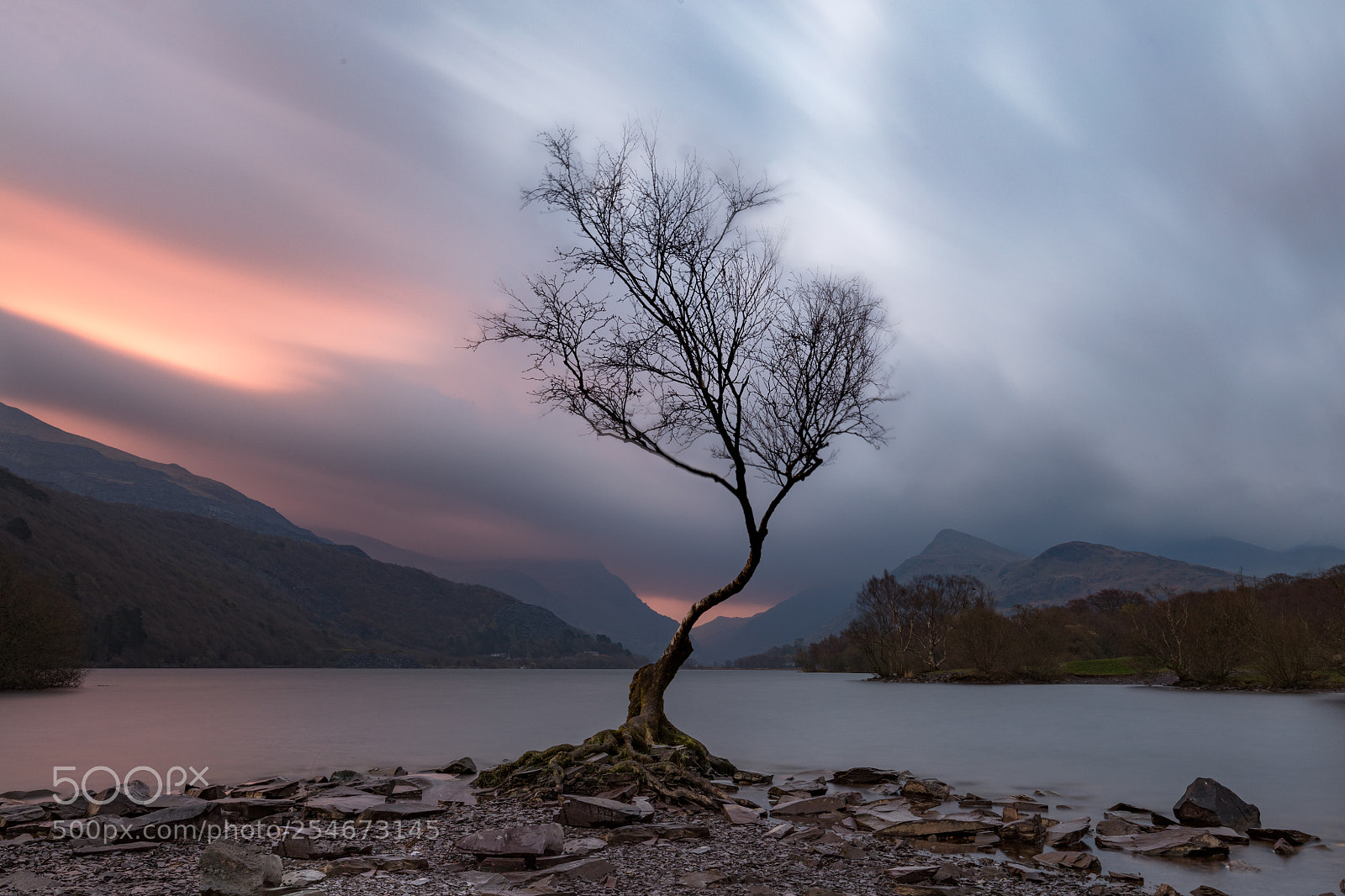 Canon EOS 5DS R sample photo. Llyn padarn tree photography