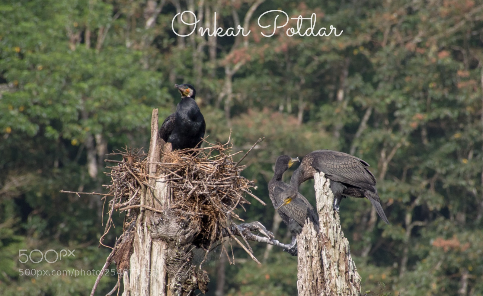 Nikon D7000 sample photo. Greater cormorant family photography