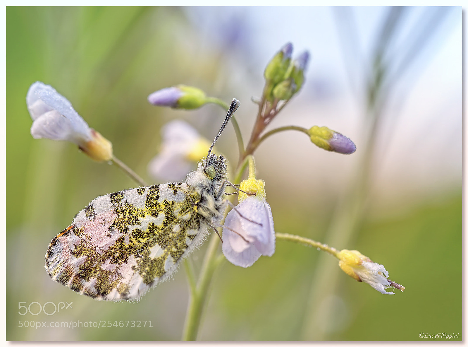 Olympus OM-D E-M5 sample photo. Orange tip,, photography