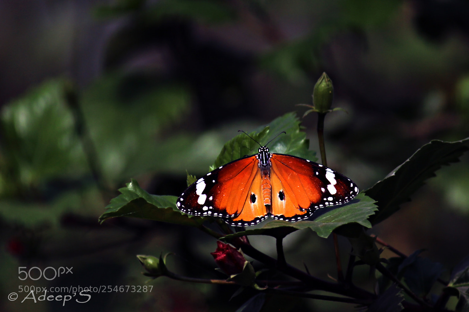 Canon EOS 700D (EOS Rebel T5i / EOS Kiss X7i) sample photo. Monarch butterfly... photography