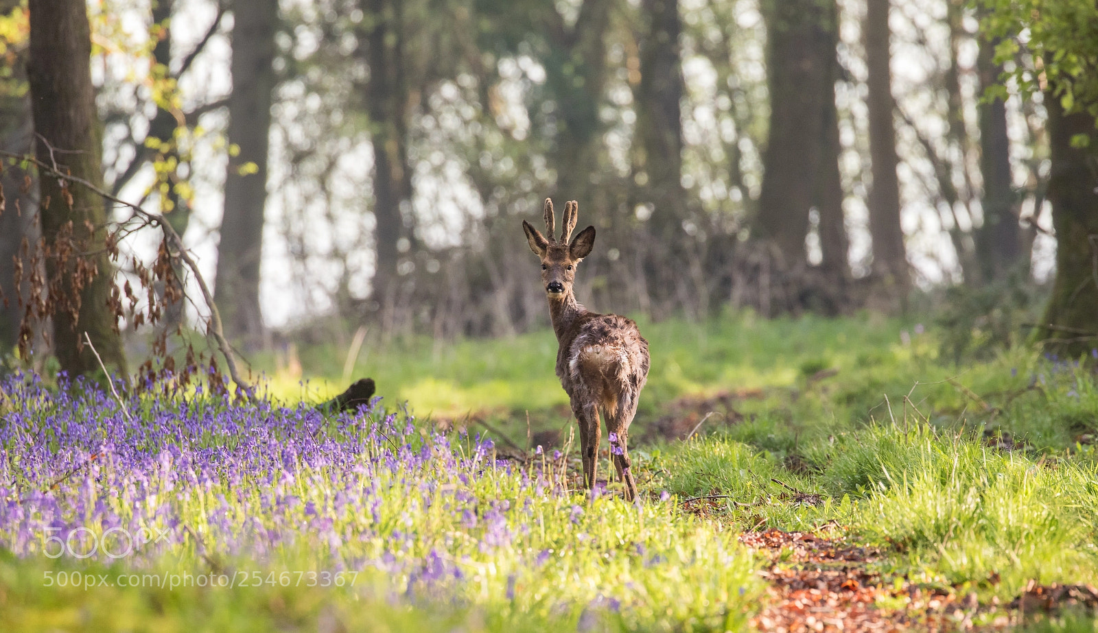Canon EOS 7D Mark II sample photo. Amidst the bluebells photography