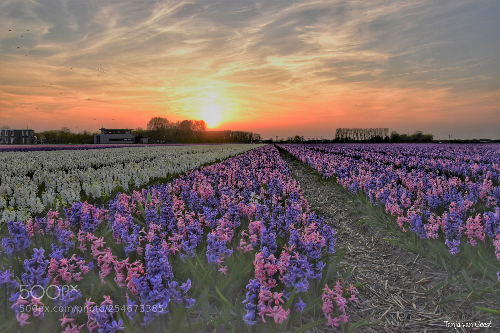 Nikon D5500 sample photo. Sunset over the hyacinthus photography