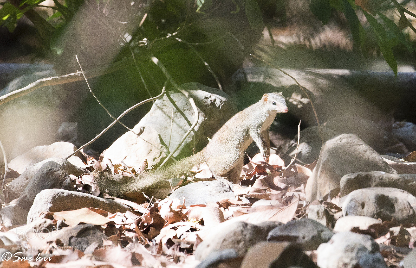 Canon EOS 5D Mark IV sample photo. Indian treeshrew photography