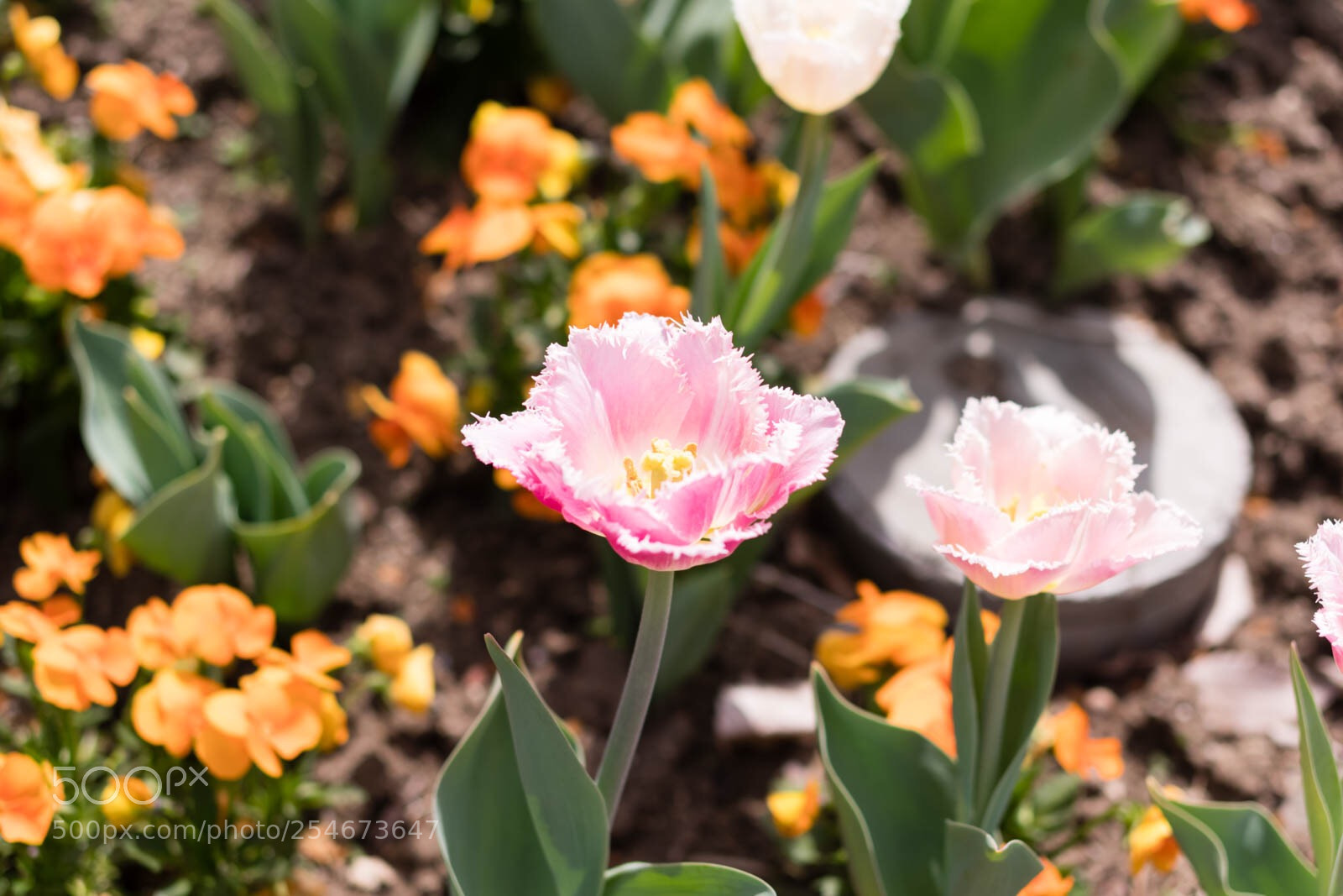 Pentax K-70 sample photo. Hmmmm beautiful! photography