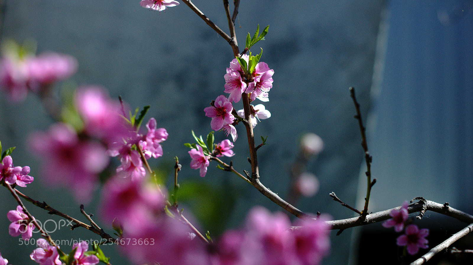 Sony Alpha DSLR-A390 sample photo. Bloom iii photography