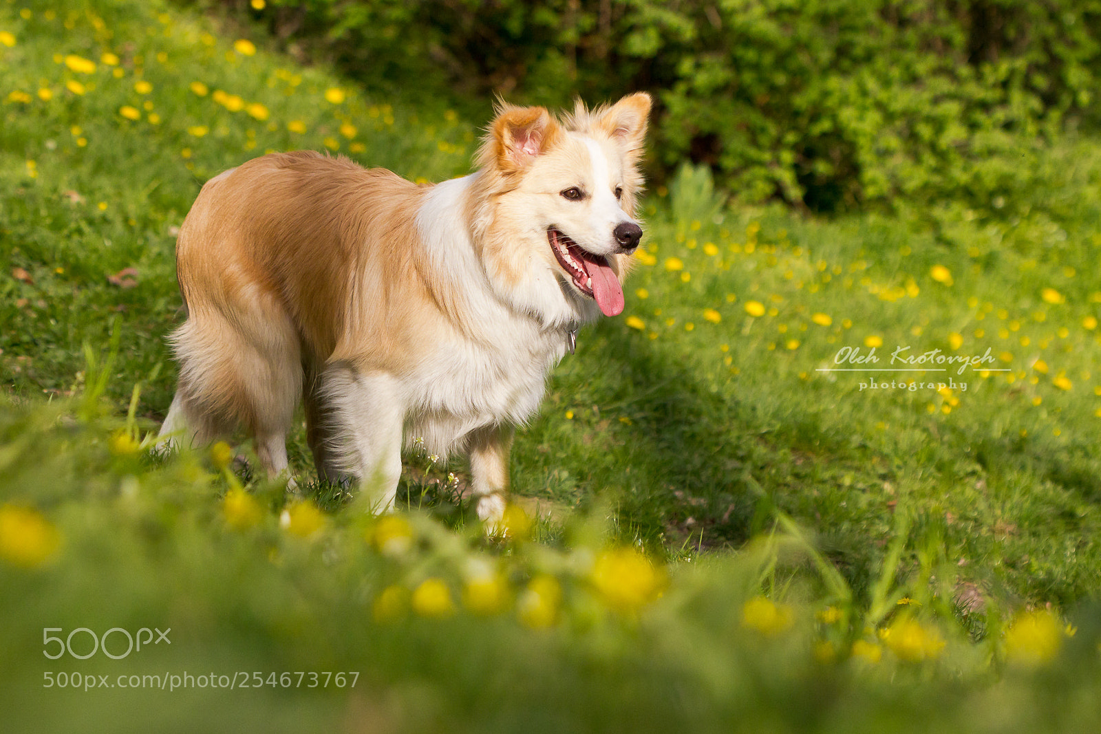 Canon EOS 600D (Rebel EOS T3i / EOS Kiss X5) sample photo. Charlie, the border collie photography