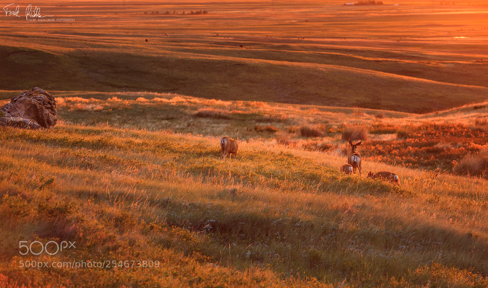 Canon EOS 5D Mark II sample photo. Watching some deers during photography
