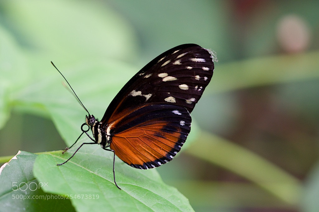 Nikon D600 sample photo. African monarch butterfly photography