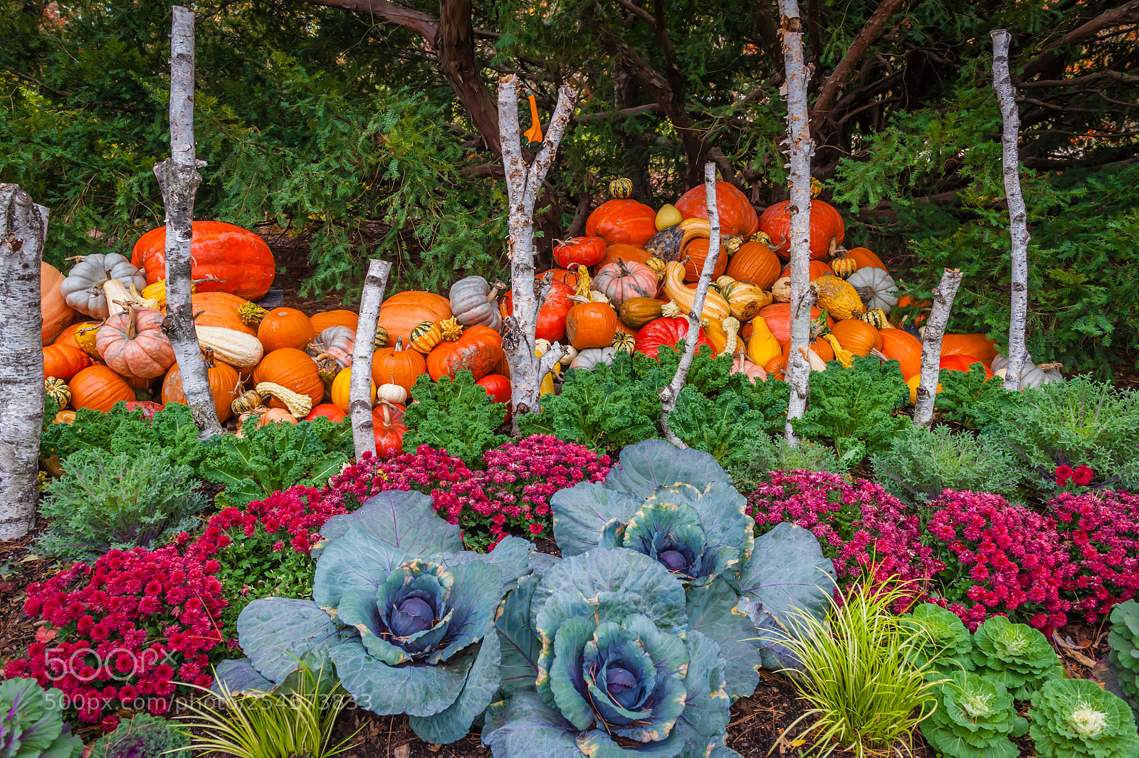 Nikon D700 sample photo. Autumn display photography