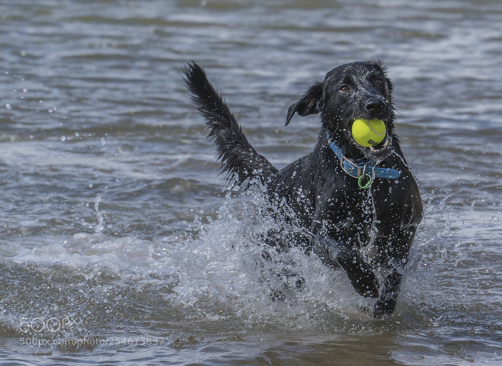 Sony a7R III sample photo. Ball game photography