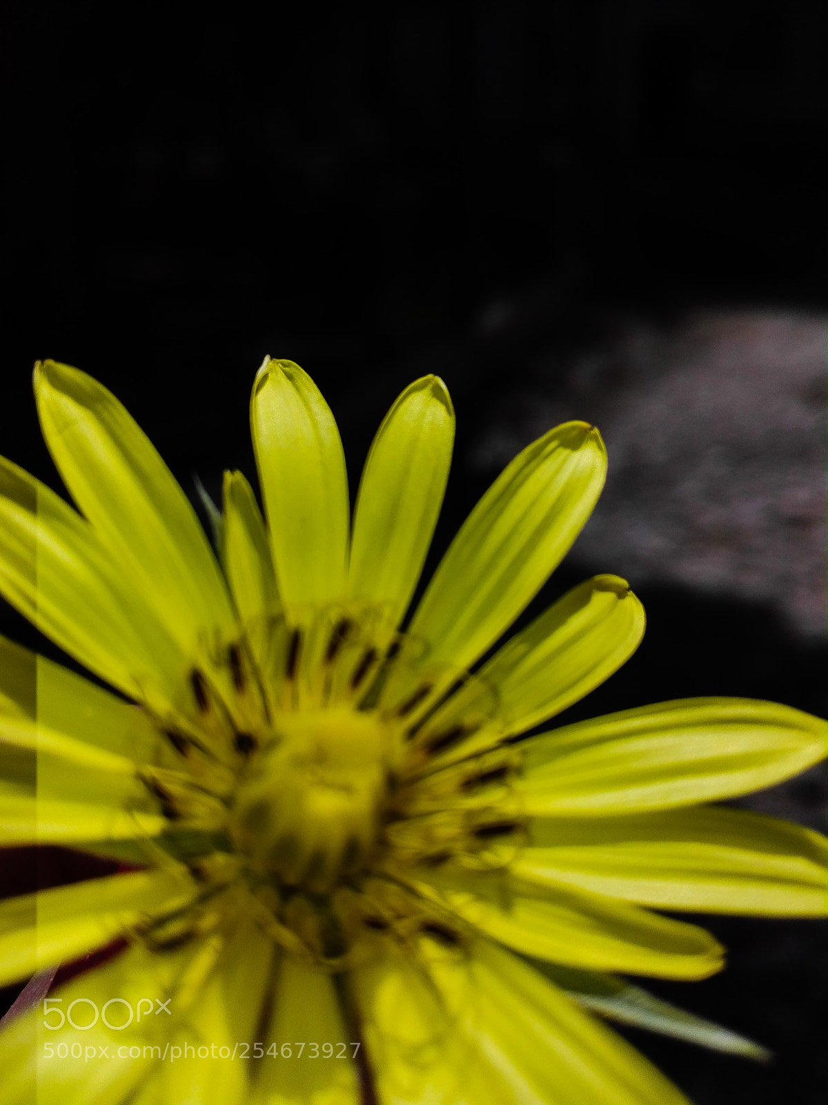 HUAWEI P8 Lite sample photo. Yellow flower photography