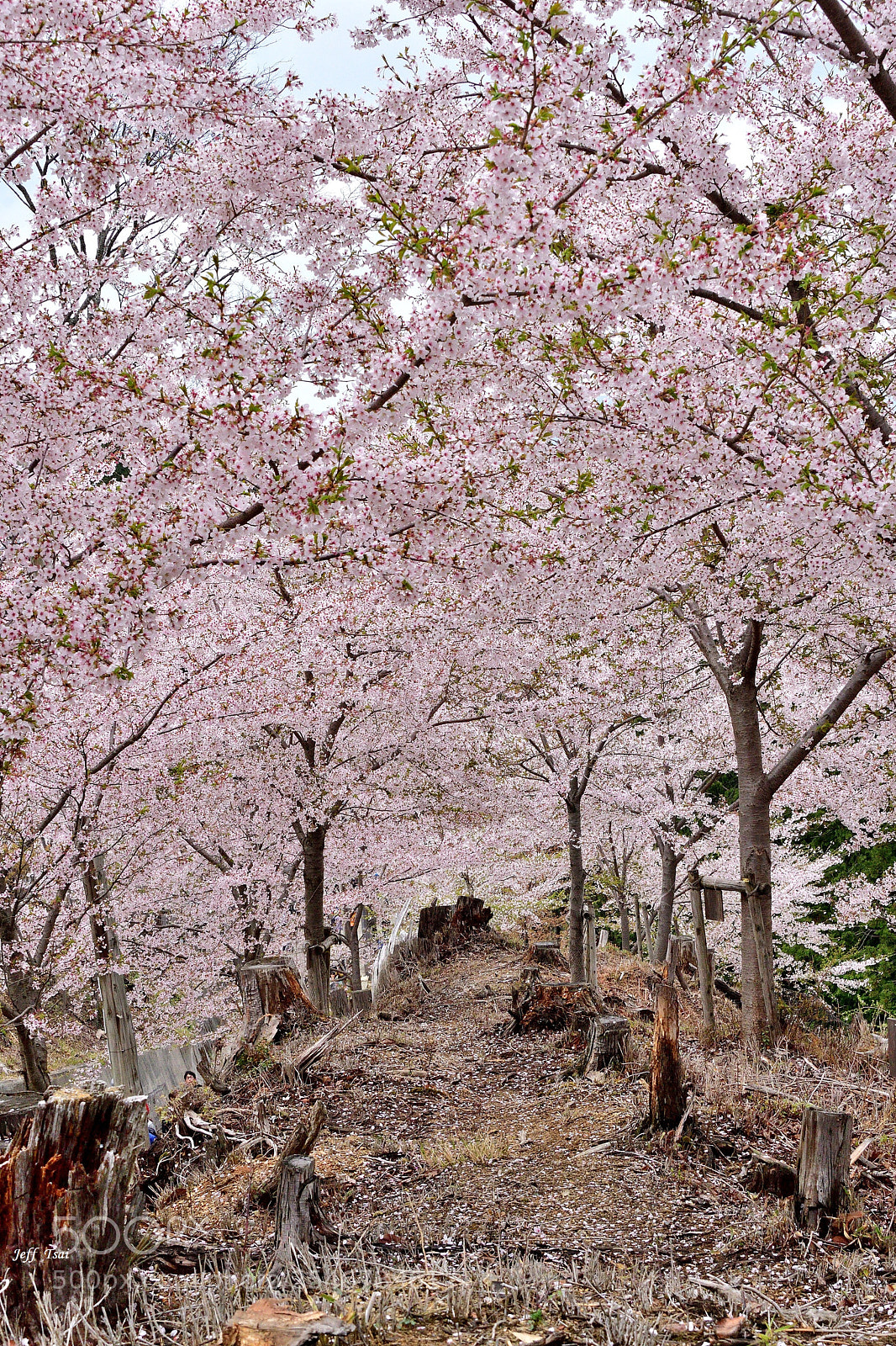 Nikon D500 sample photo. Tunnel of cherry blossom  photography