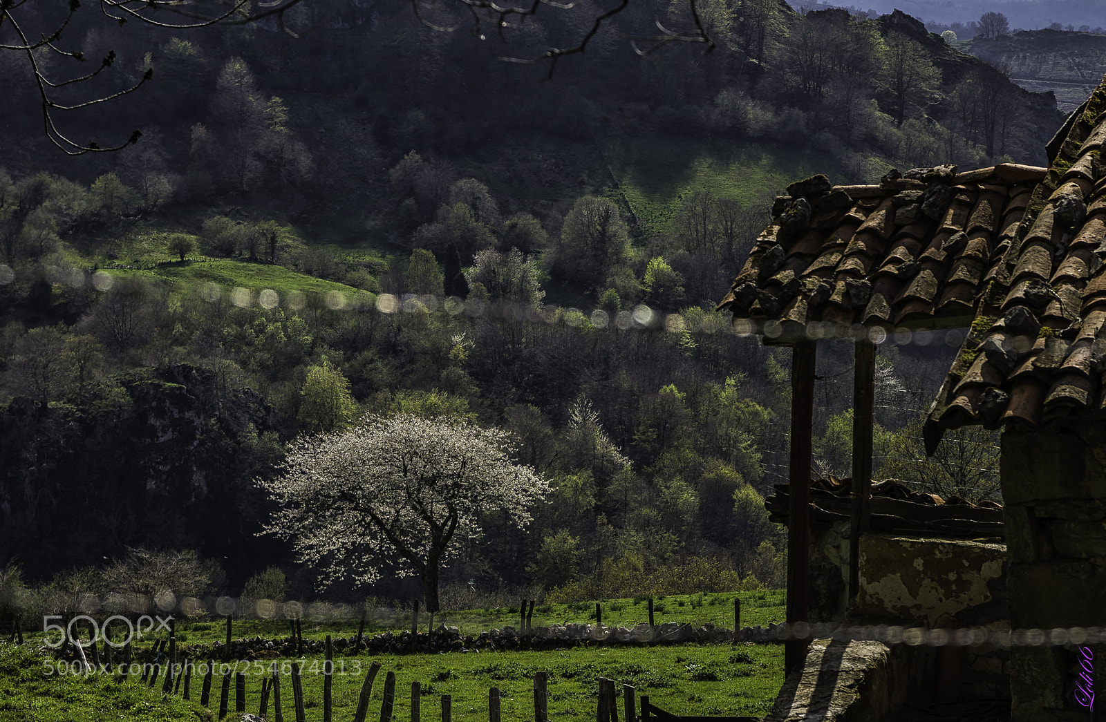Nikon D7200 sample photo. Primavera photography