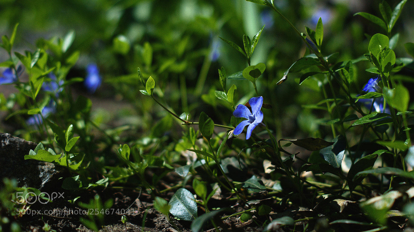 Sony Alpha DSLR-A390 sample photo. In the grass photography